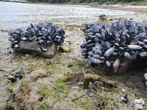 Image of Chilean blue mussel