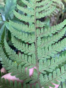 Image of Microlepia trichocarpa Hayata