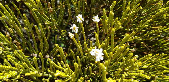 صورة Veronica lycopodioides Hook. fil.