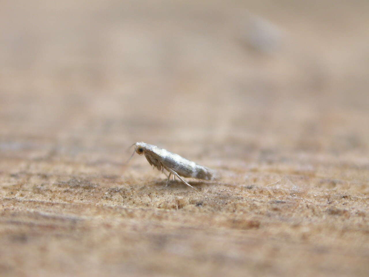 Imagem de Argyresthia trifasciata Staudinger 1871