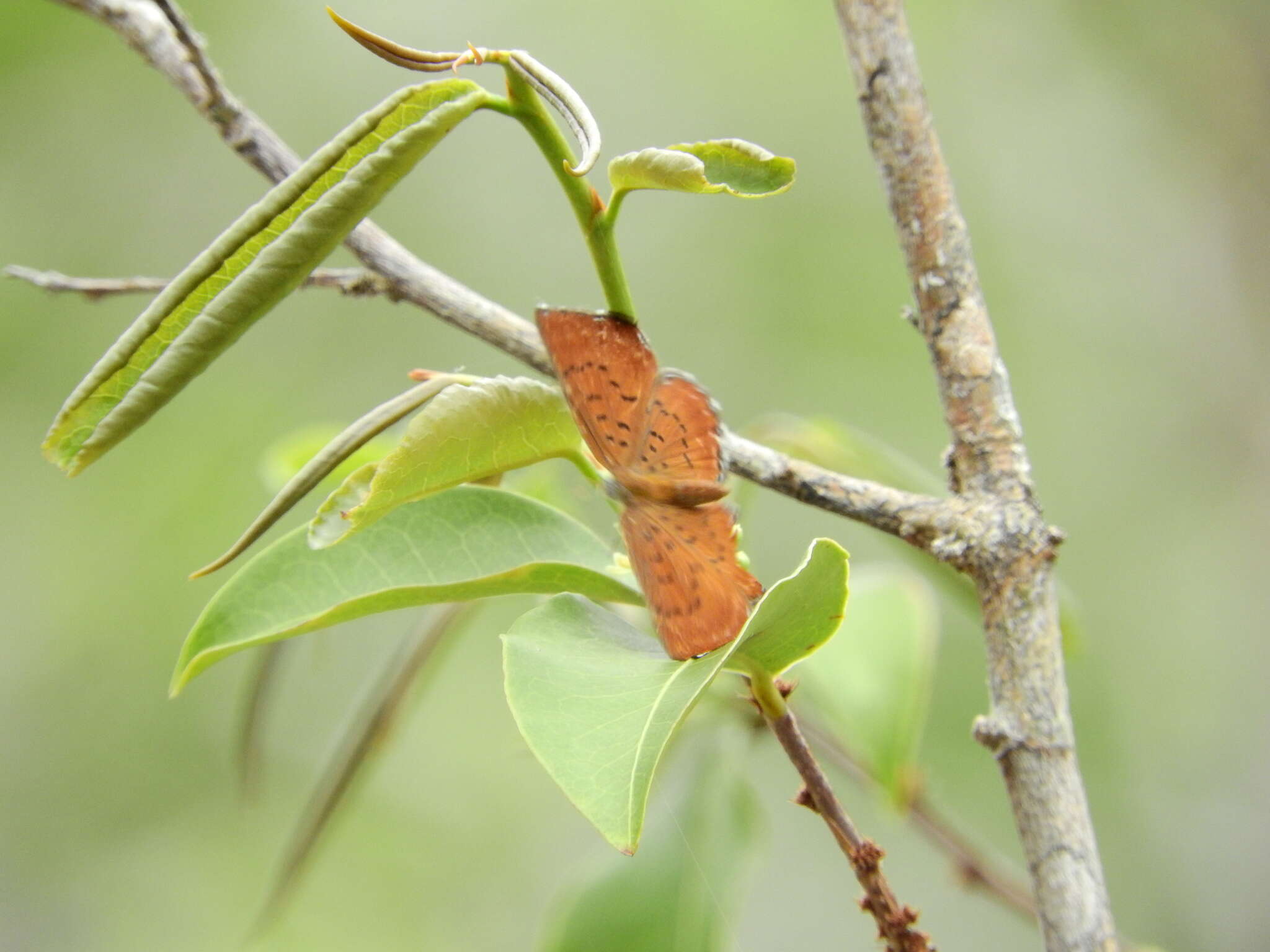 Image of <i>Synargis galena</i>