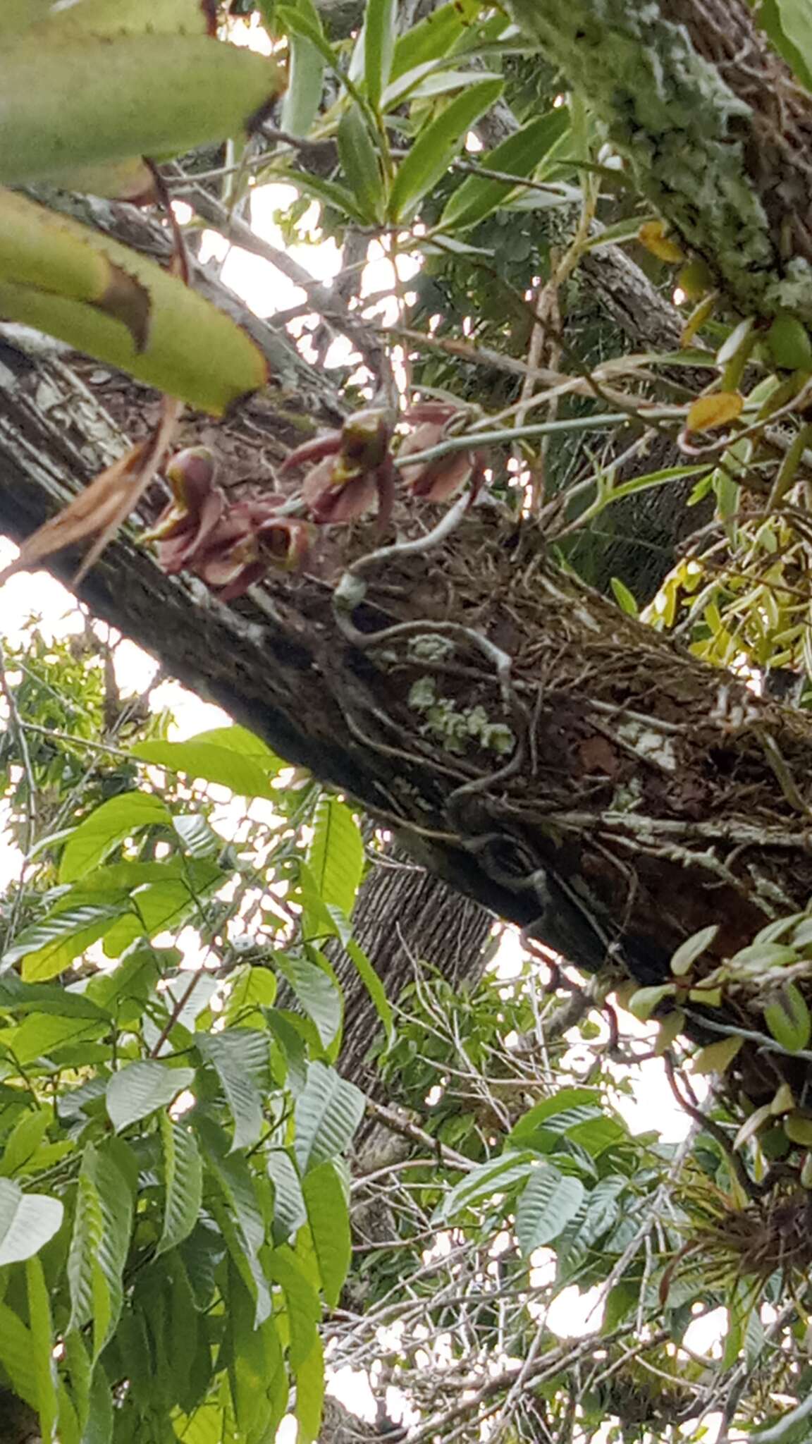 Image of Catasetum maculatum Kunth