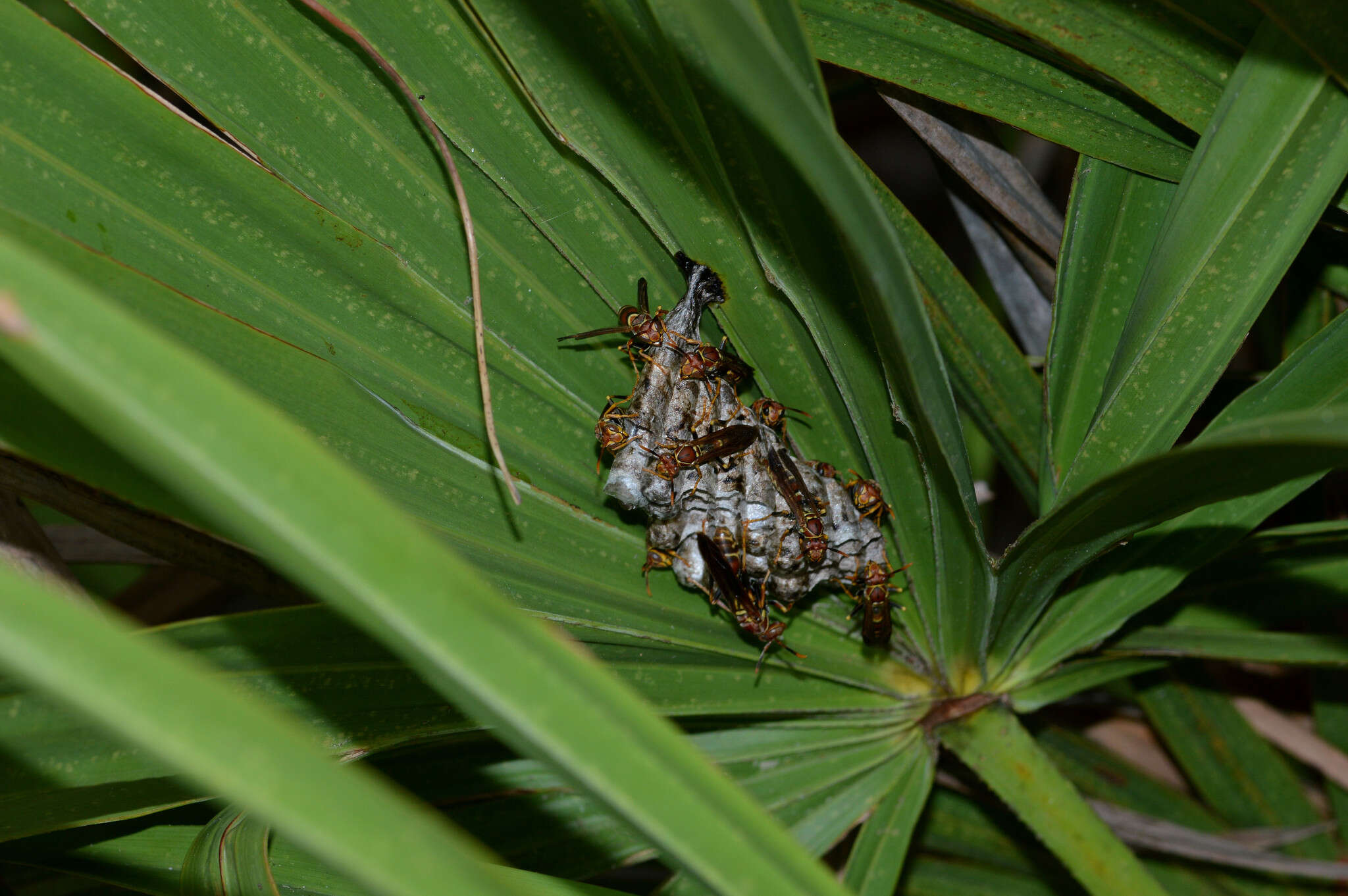 Image of Polistes bahamensis Bequard & Salt 1931