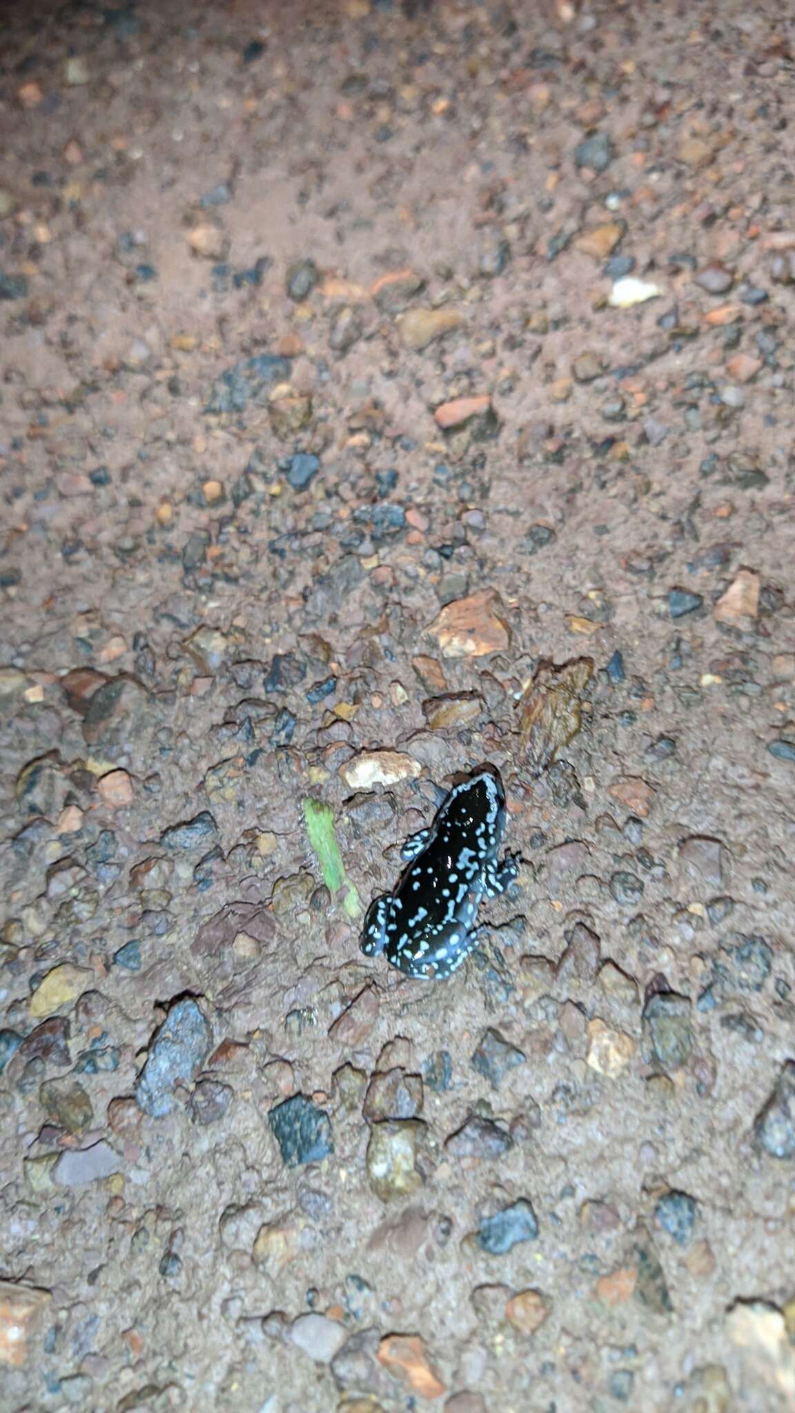 Image of white-spotted humming frog