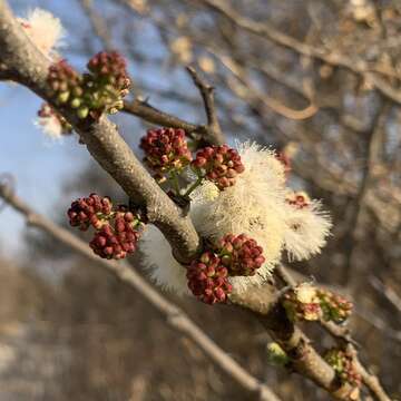 Sivun Senegalia mellifera (Vahl) Seigler & Ebinger kuva