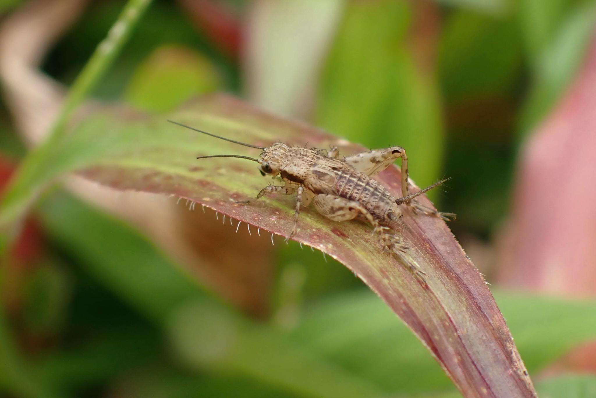 Слика од Polionemobius taprobanensis (Walker & F. 1869)