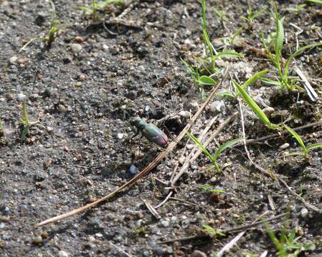 Image of Cicindela (Cicindela) purpurea purpurea A. G. Olivier 1790