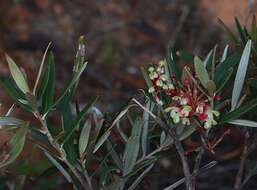 Image of Grevillea aspera R. Br.