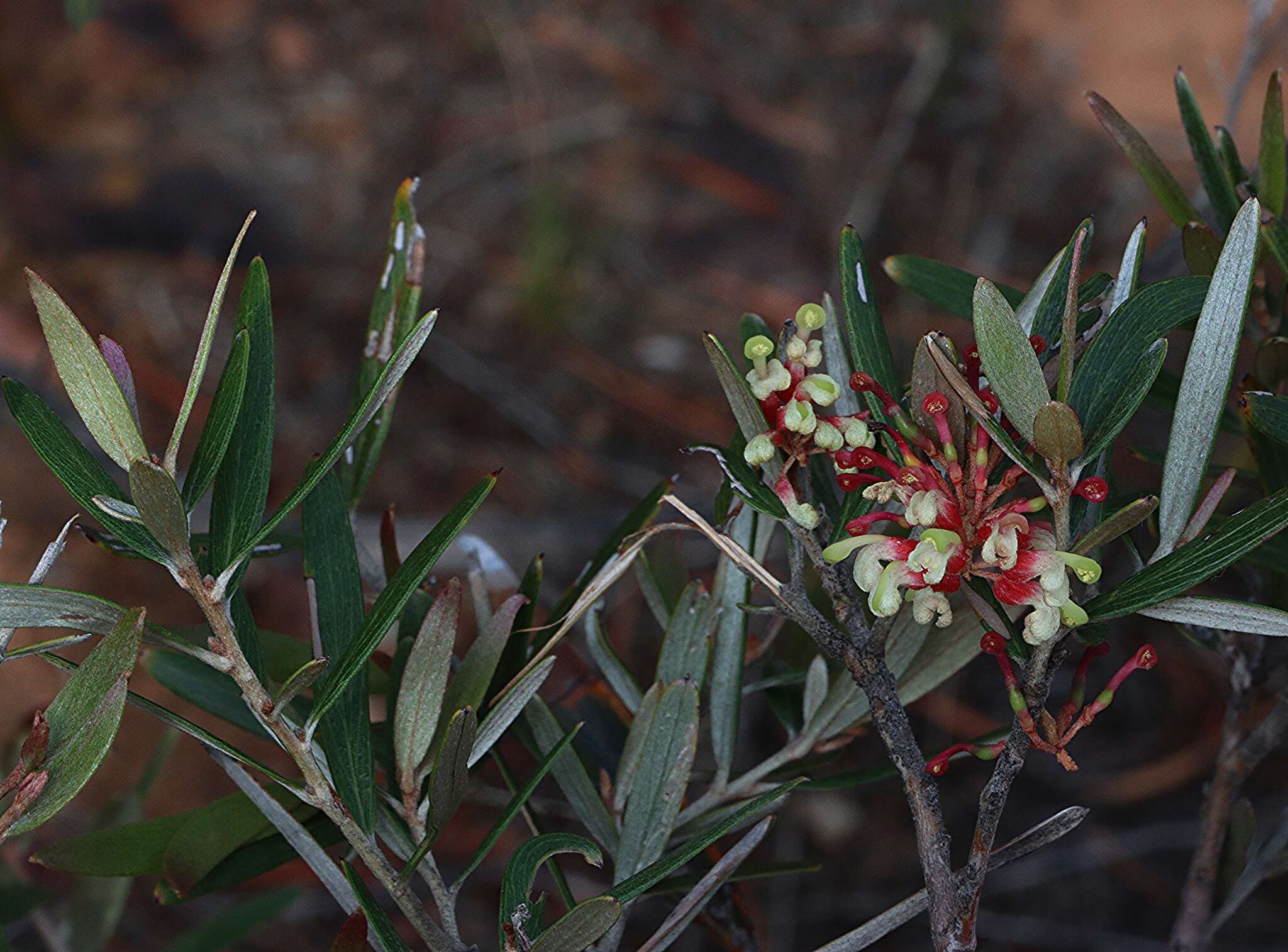 Image of Grevillea aspera R. Br.