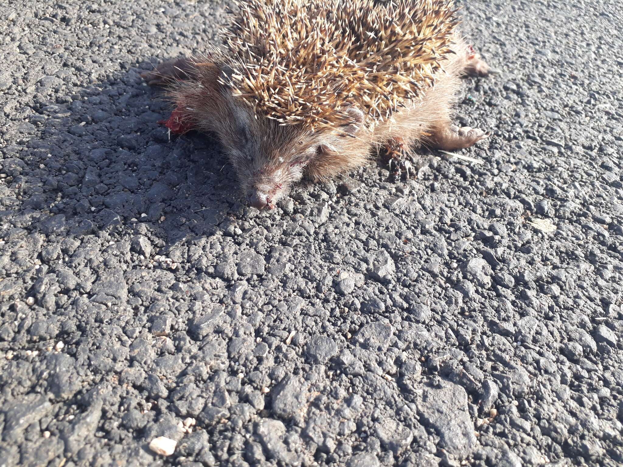 Image of Eastern European Hedgehog