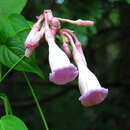 Image of Amalocalyx microlobus Pierre