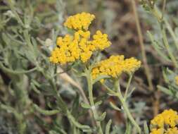 Achillea micrantha Willd. resmi