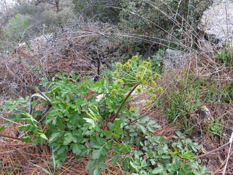 Image of Hartweg's umbrellawort