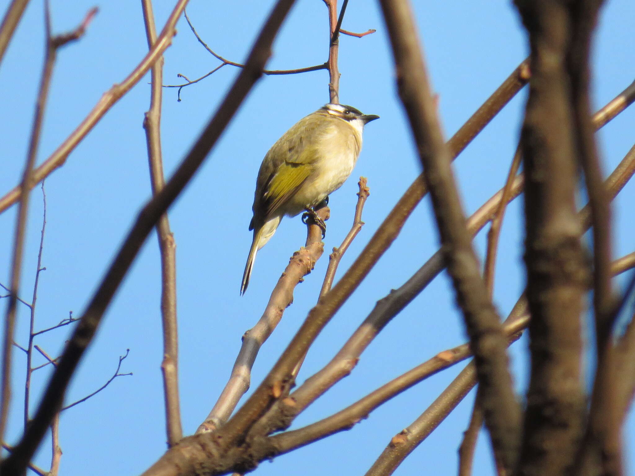 Image of Light-vented Bulbul