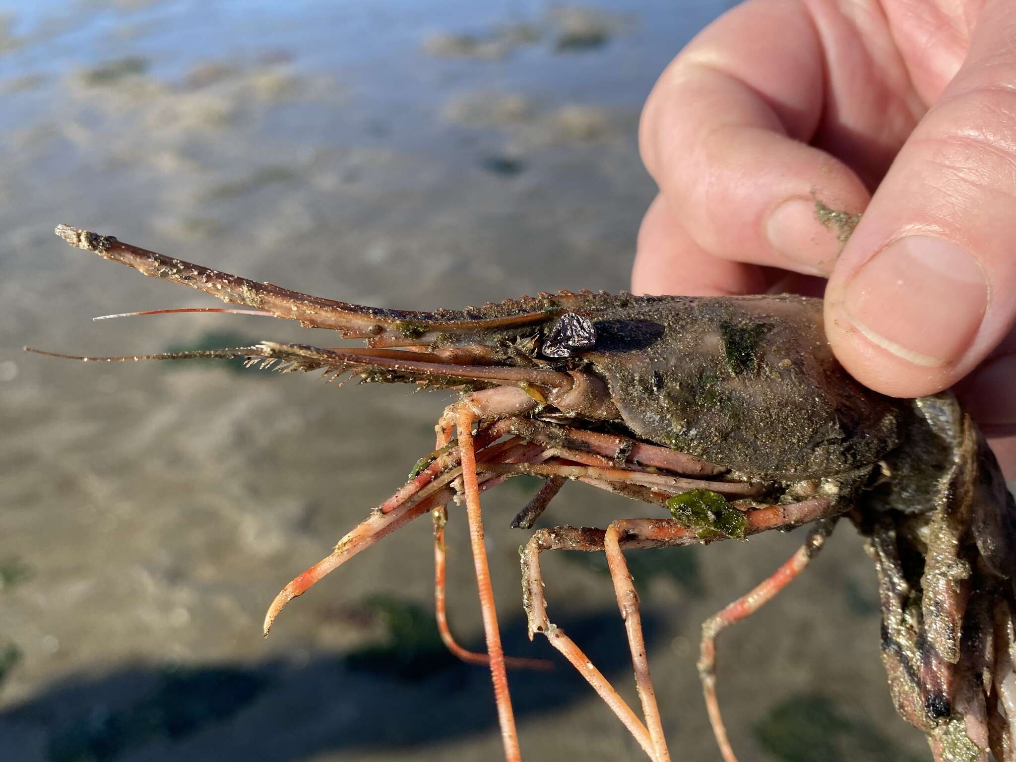 Image of California Spot Prawn