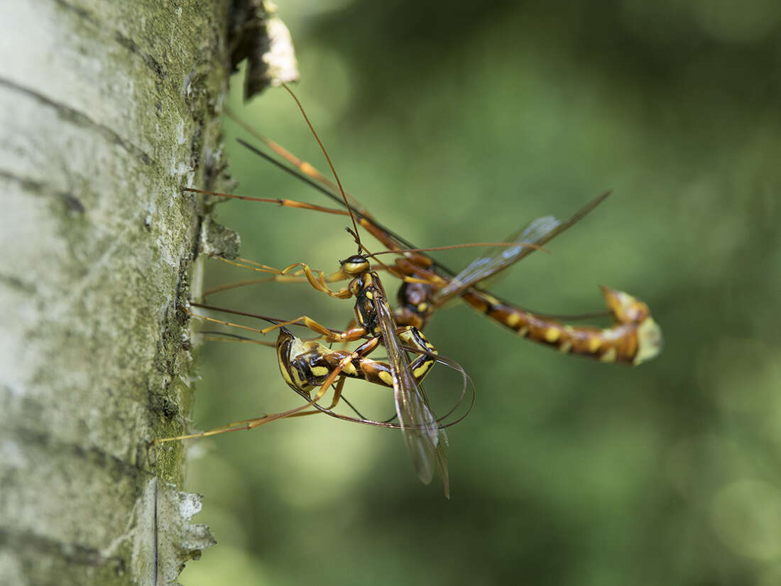 Image of Megarhyssa perlata (Christ 1791)