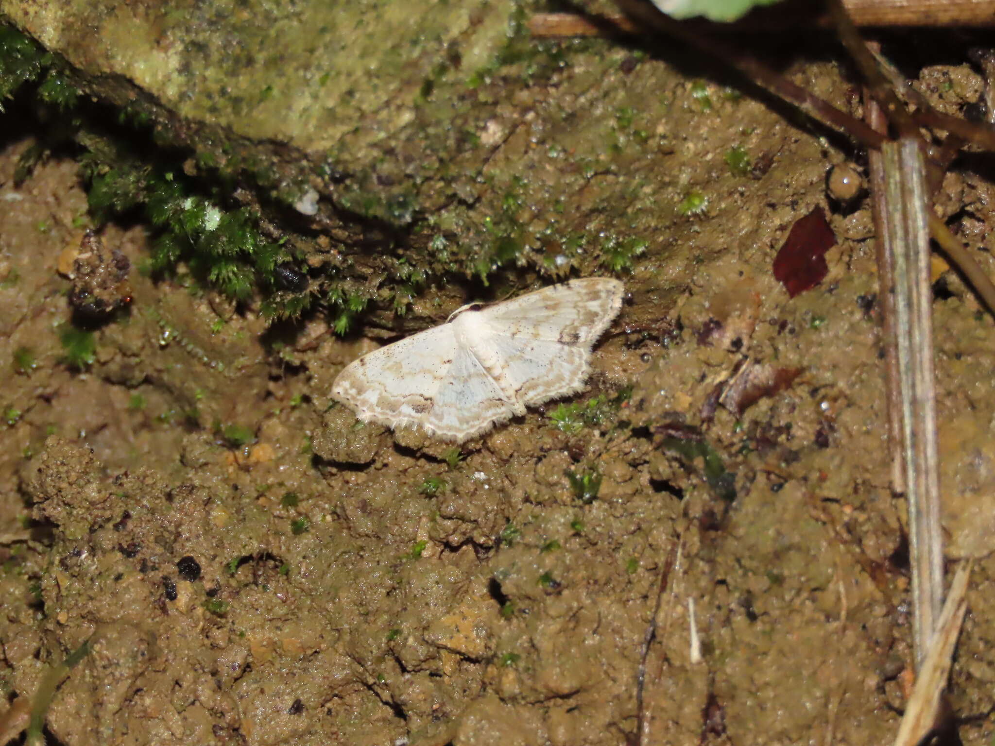 Imagem de Scopula propinquaria Leech 1897