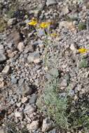 Plancia ëd Picradeniopsis schaffneri (S. Watson) B. G. Baldwin