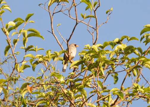 Image of Gray-winged Inca-Finch