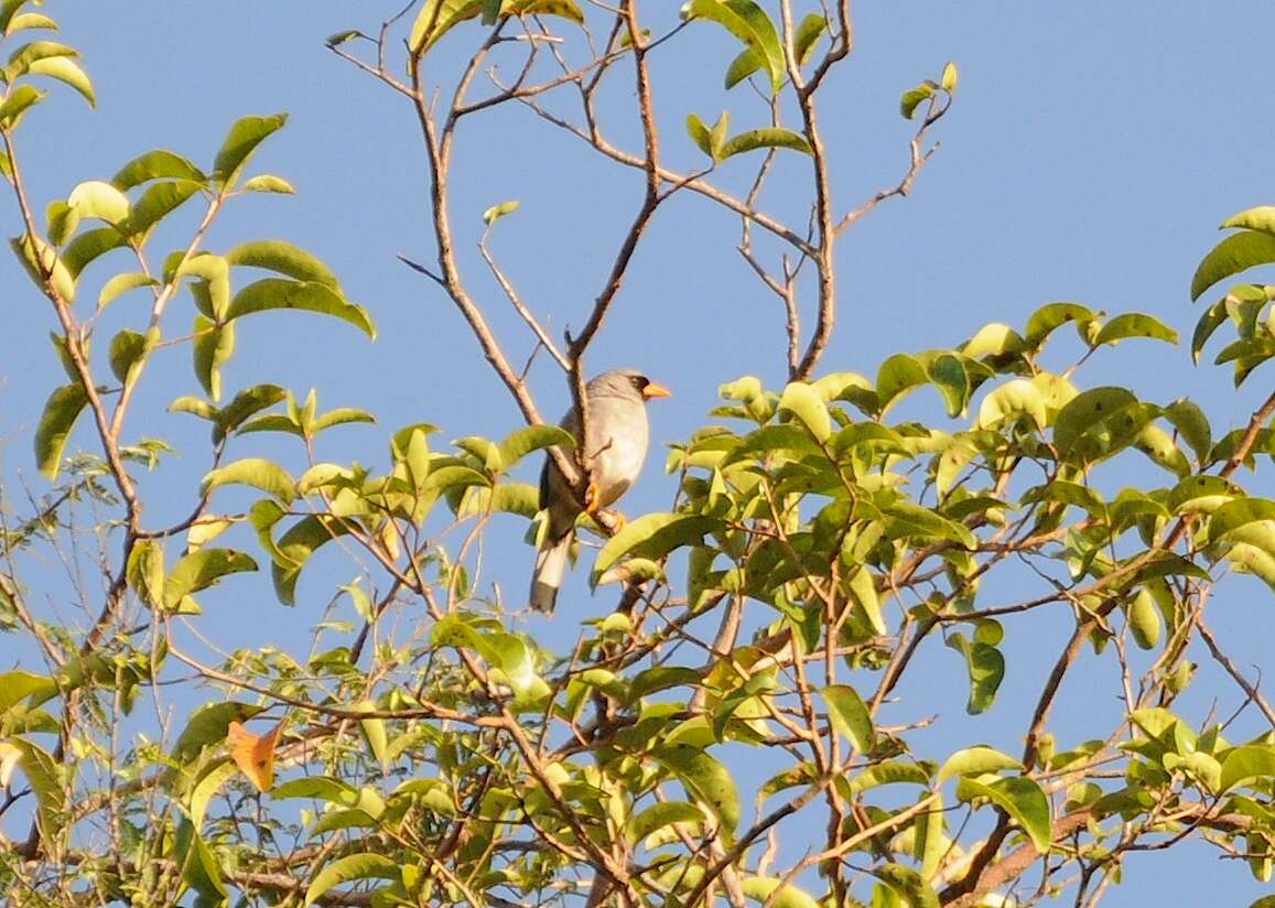 Image of Gray-winged Inca-Finch