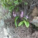 صورة Orchis patens subsp. canariensis (Lindl.) Asch. & Graebn.