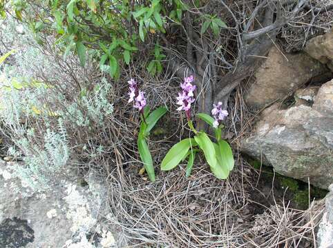 Image de Orchis patens subsp. canariensis (Lindl.) Asch. & Graebn.