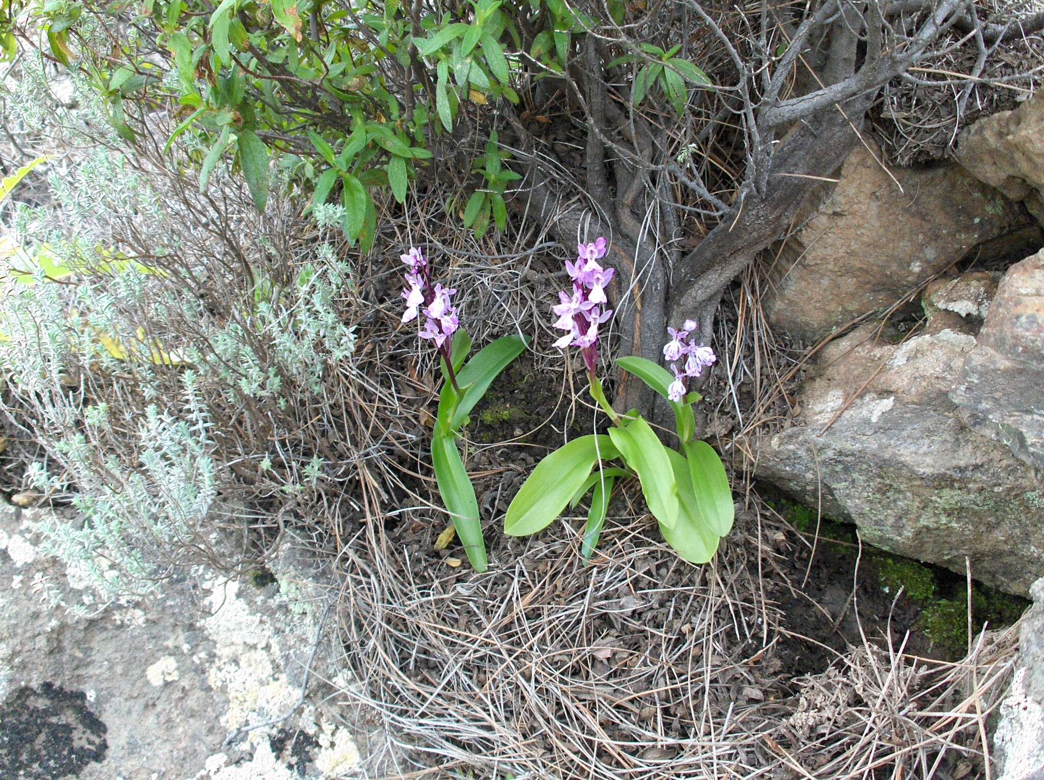 Image of Orchis patens subsp. canariensis (Lindl.) Asch. & Graebn.