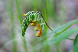Image of Vicia crocea (Desf.) Fritsch