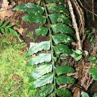 Image of Asplenium cuneatiforme Christ