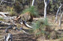 Image of Xanthorrhoea glauca subsp. angustifolia D. J. Bedford