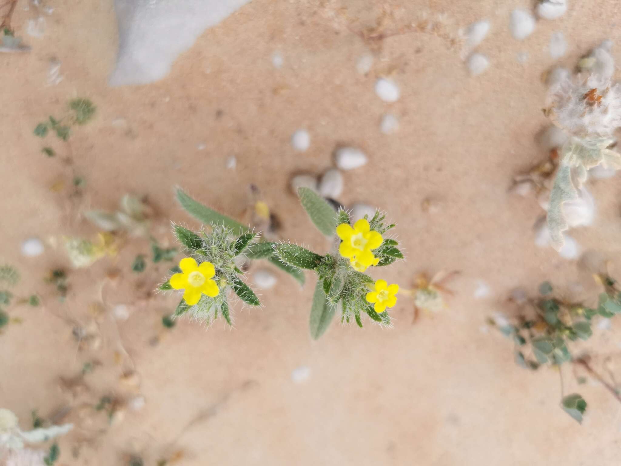 Слика од Arnebia hispidissima (Lehm.) DC.