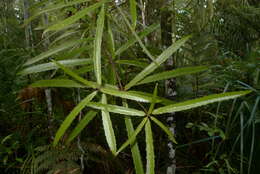 Image of Strasburgeriaceae