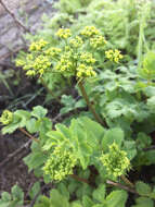 Image of southern umbrellawort