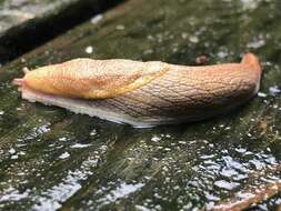 Image of Prophysaon foliolatum (A. Gould 1851)