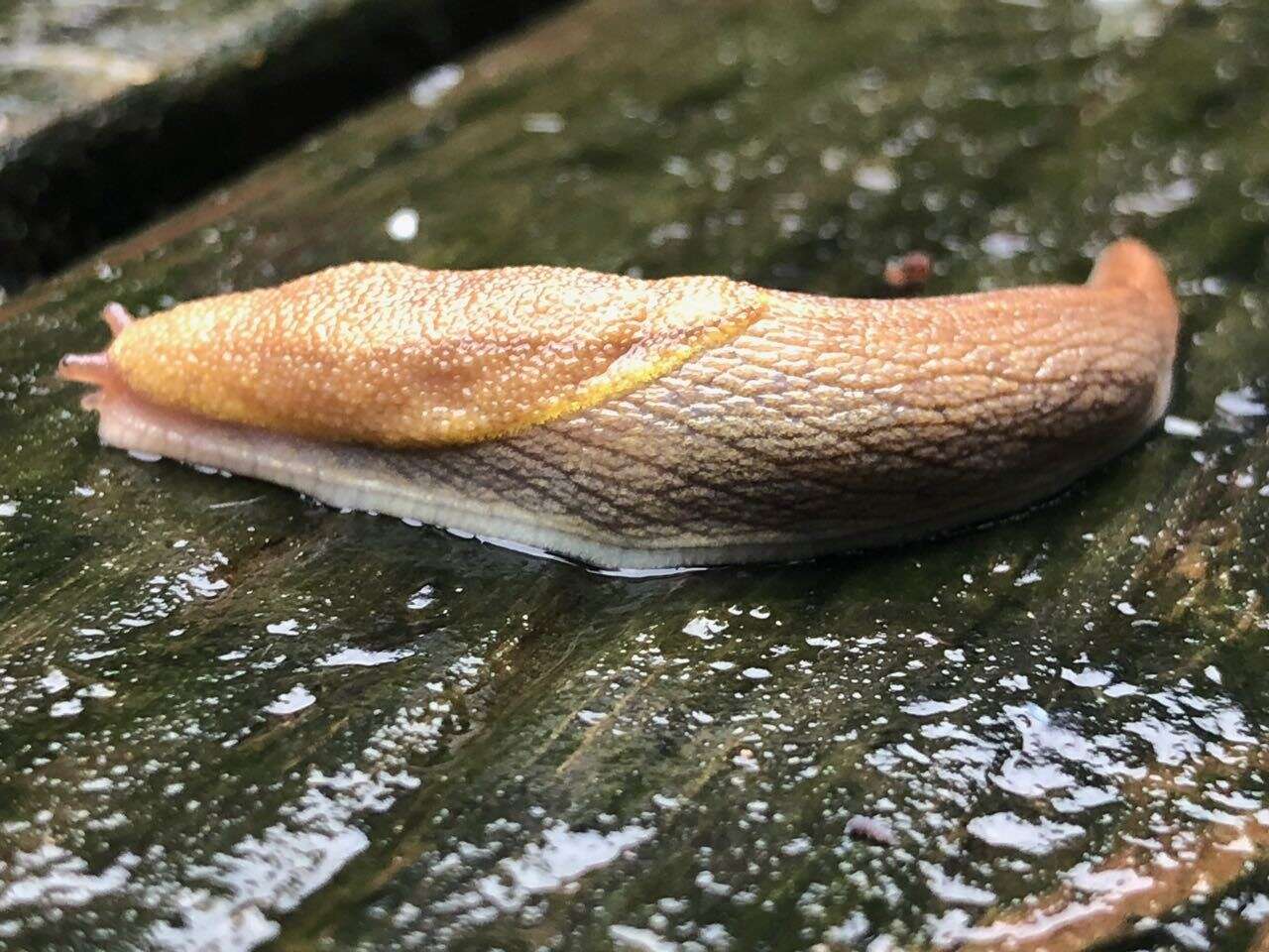 Prophysaon foliolatum (A. Gould 1851) resmi