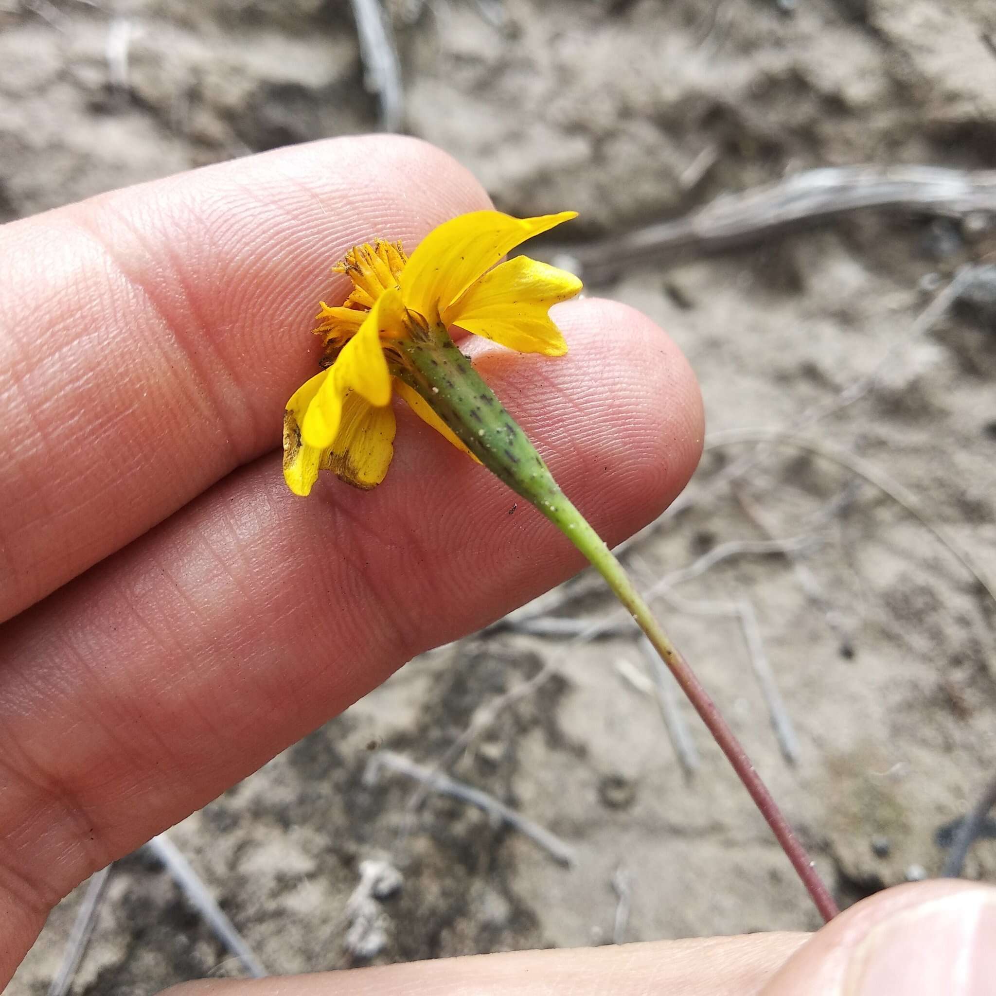 Tagetes linifolia Seaton resmi