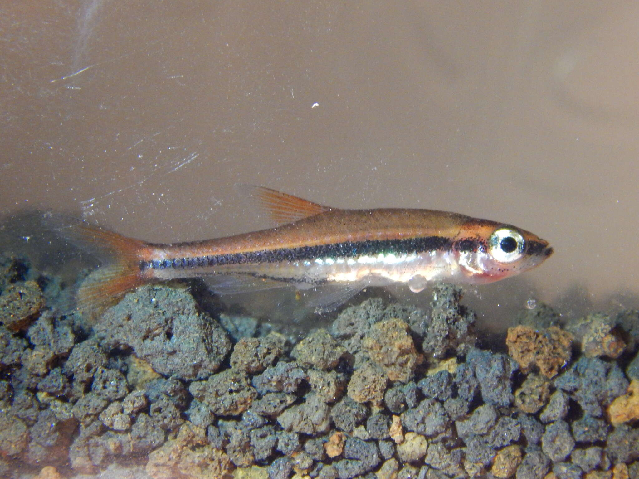 Image of Blackstripe rasbora