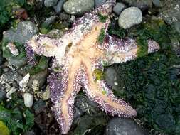 Image of ochre sea star