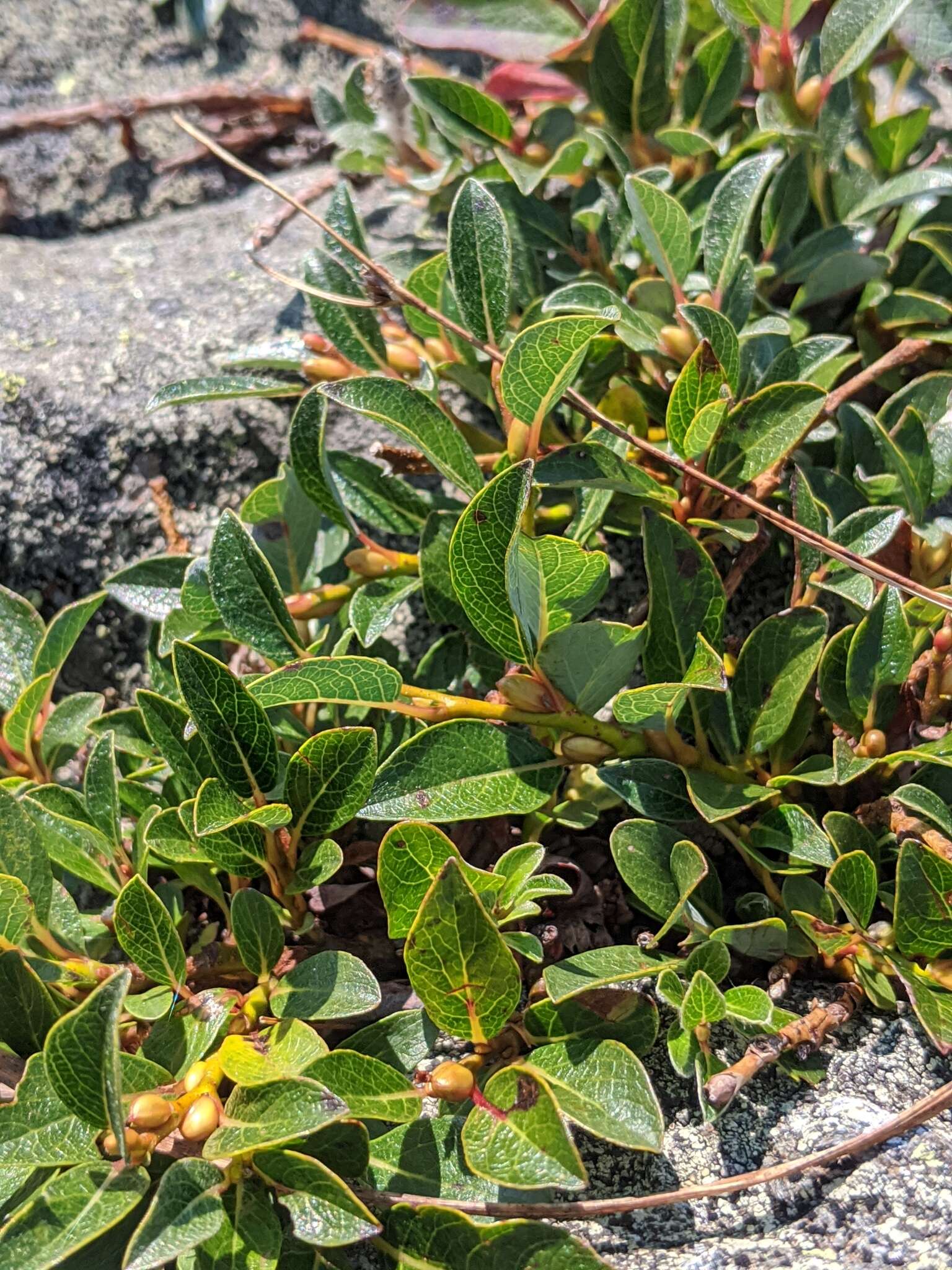 Image de Salix uva-ursi Pursh