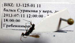 صورة Microphadnus pumilus (Costa 1882)