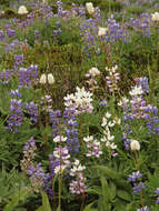 Image of subalpine lupine