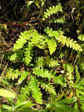 Image of Asplenium lolegnamense (Gibby & Lovis) Viane