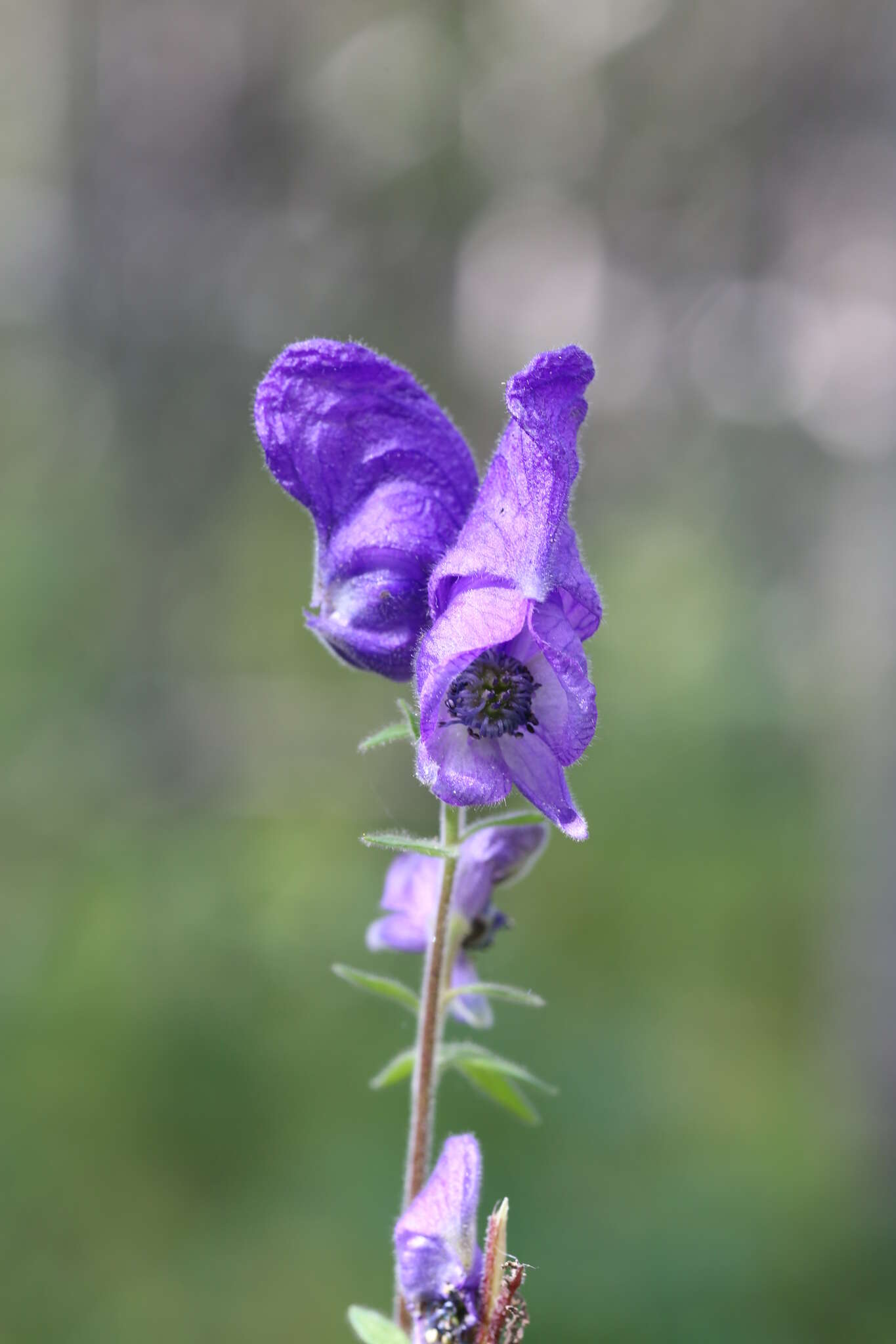 Image of Aconitum volubile Pall.