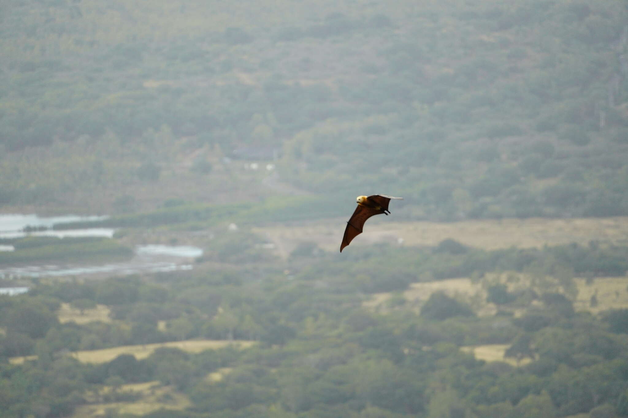 Image of Greater Mascarene Flying Fox