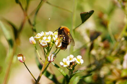 Image of Andrena bicolor Fabricius 1775