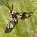 Image of Ceryx anthraciformis Wallengren 1860