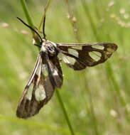 Sivun Ceryx anthraciformis Wallengren 1860 kuva