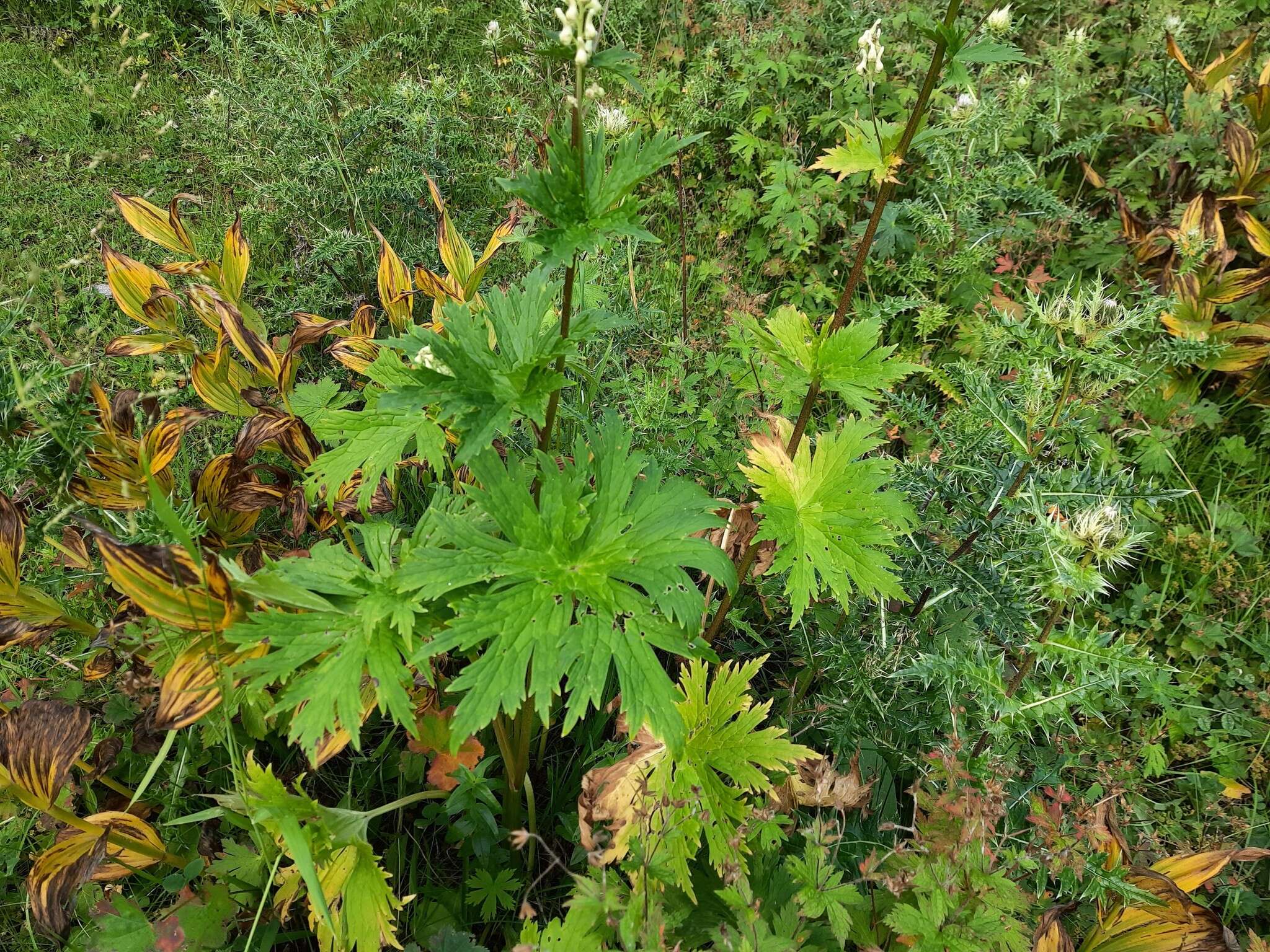 Aconitum orientale Mill.的圖片