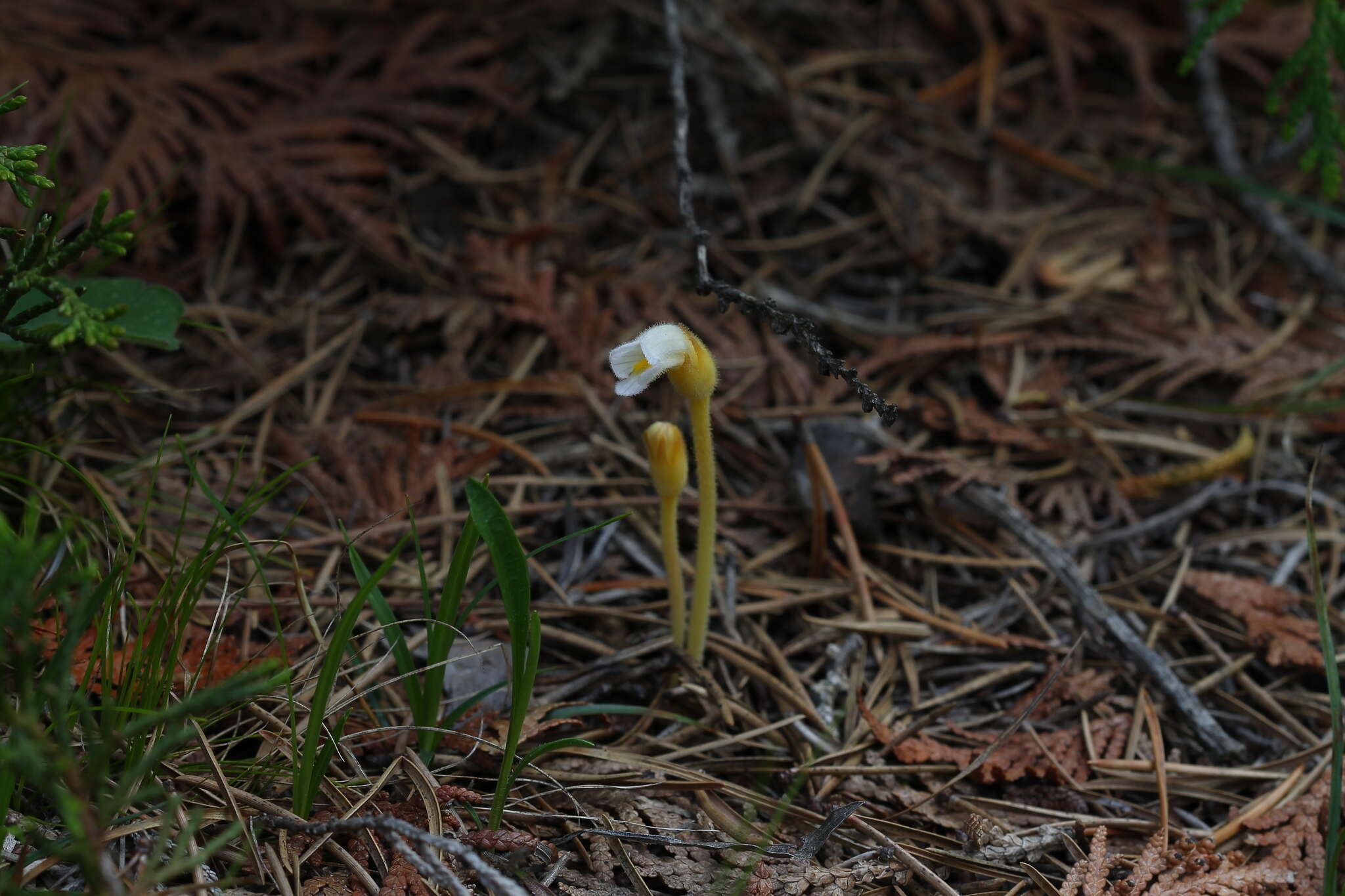 Image de Aphyllon uniflorum (L.) Torr. & A. Gray