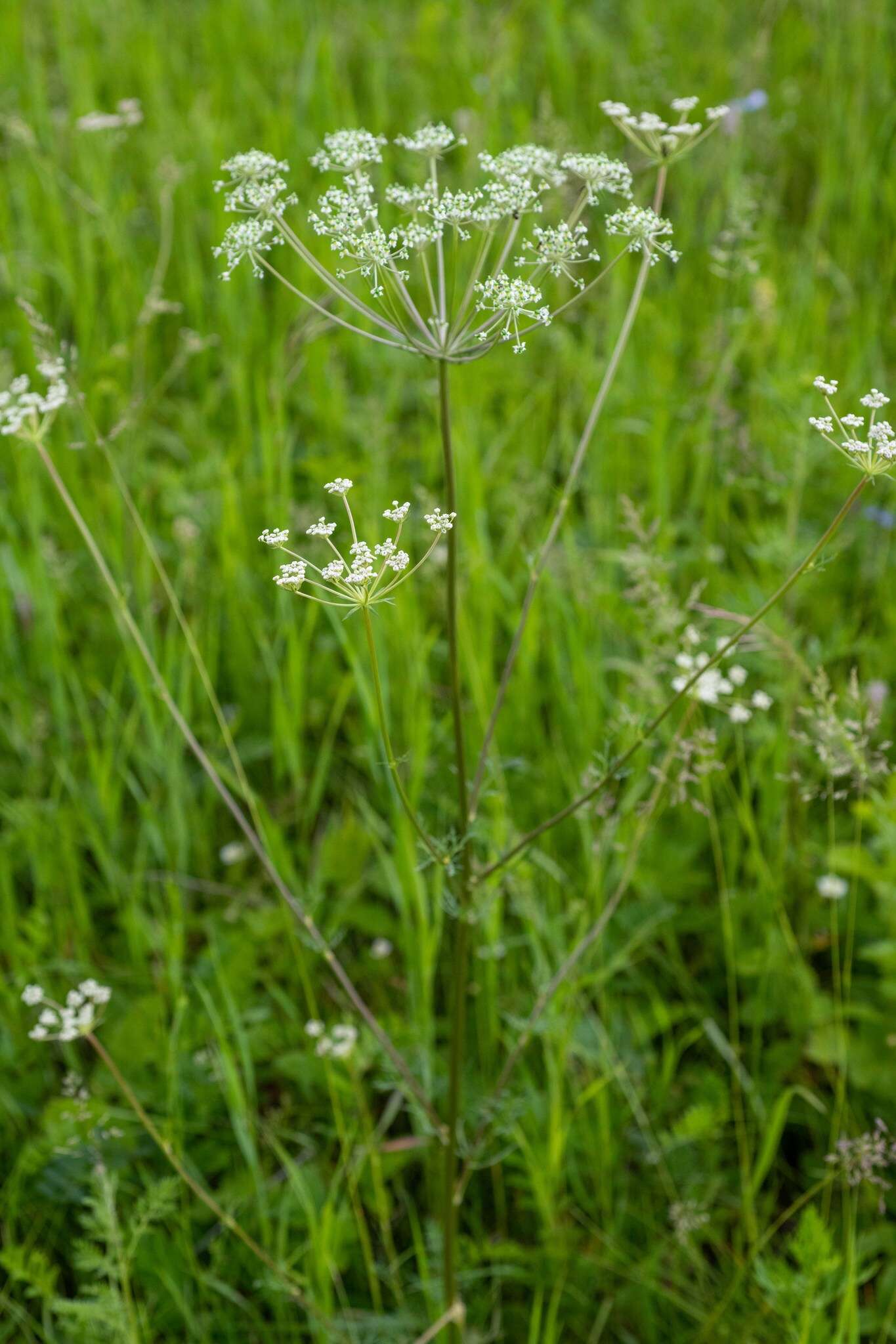 Aulacospermum anomalum (Ledeb.) Ledeb.的圖片